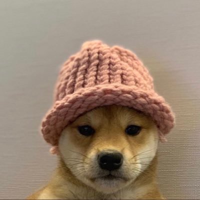 a dog wif a hat