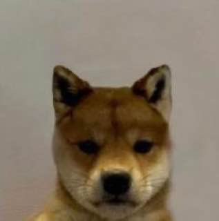 a dog
